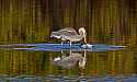 _MG_5487 great blue heron with large fish.jpg