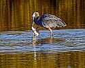 _MG_5523 great blue heron with large fish.jpg