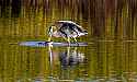 _MG_5563 great blue heron with large fish.jpg