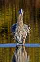 _MG_5645 great blue heron.jpg