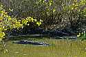 _MG_5937 two large alligators.jpg