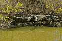_MG_5962 12-foot alligator.jpg