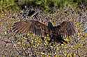 _MG_6035 turkey vulture sunning.jpg