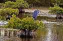 _MG_6282 great blue heron on mangrove tree.jpg