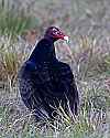 _MG_6339 turkey vulture.jpg