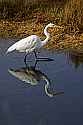 _MG_6473 great white egret.jpg