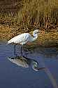 _MG_6477 great white egret.jpg