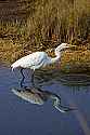 _MG_6478 great white egret.jpg