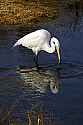 _MG_6532 great white egret.jpg