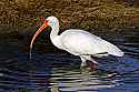 _MG_6563 white ibis.jpg