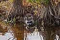 _MG_7405 raccoon in water.jpg