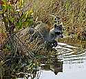 _MG_7427 foraging raccoons.jpg