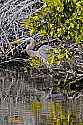 _MG_8148 great blue heron along Biolab Road-Merritt Island FL.jpg
