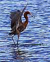 _MG_9063 reddish egret fishing.jpg