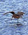 _MG_9083 reddish egret fishing.jpg