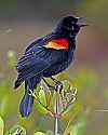 _MG_9123 red-winged blackbird.jpg