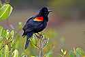 _MG_9124 red-winged blackbird.jpg