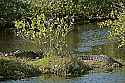 _MG_9404 12-foot alligator.jpg