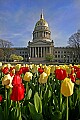 _MG_0207 tulips and capitol dome.jpg