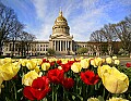 _MG_0434 tulips and capitol dome.jpg