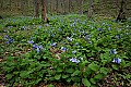 _MG_0533 bluebells on forest floor.jpg
