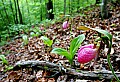 _MG_0921 stand of pink lady's slippers 13x19.jpg