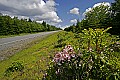 _MG_2209 mountain laurel and highland scenic highway.jpg