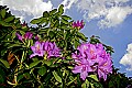 _MG_4310 catawba rhododendron.jpg