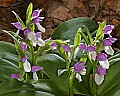 _MG_4634 showy orchis.jpg