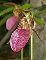 _MG_4920 pink lady's slippers.jpg