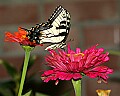 _MG_8151 swallowtail butterfly on Zinnia.jpg
