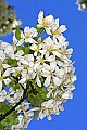 _MG_9534 crabapple blossoms.jpg