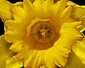 _MG_9538 daffodil.jpg