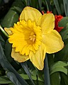 _MG_9549 daffodil.jpg