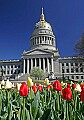 _MG_9755 tulips and capitol dome.jpg