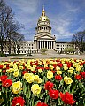 _MG_9956 tulips and capitol 8x10 for web.jpg