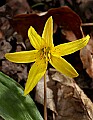 _MG_9962 trout lily.jpg