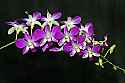 _MG_1703 orchids.jpg
