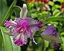 _MG_1714 orchid.jpg