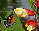 _MG_1775 butterfly.jpg