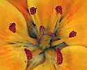 _MG_3693 yellow lily.jpg
