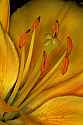 _MG_3695 yellow lily.jpg