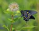 _MG_3772 swallowtail butterfly on buttonbush.jpg