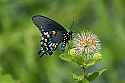 _MG_3786 swallowtail butterfly and buttonbush flower.jpg