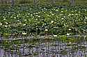 _MG_6404 yellow water lilies.jpg