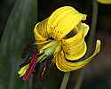 _MG_7178 trout lily.jpg