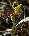 _MG_7255 trout lily.jpg