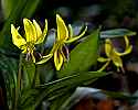 _MG_7317 trout lily.jpg