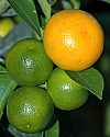DSC_3060 ripening oranges.jpg