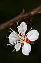_MG_0122 white apricot blossom.jpg